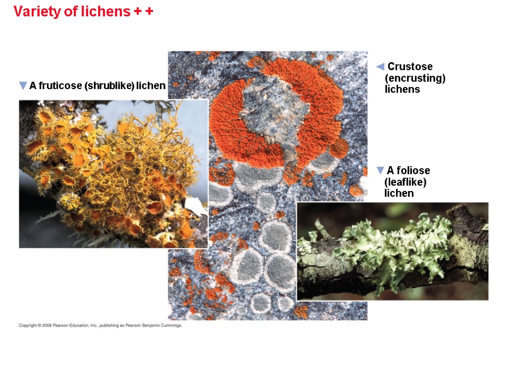 Variety of lichens + + A foliose (leaflike) lichen A fruticose (shrublike) lichen Crustose